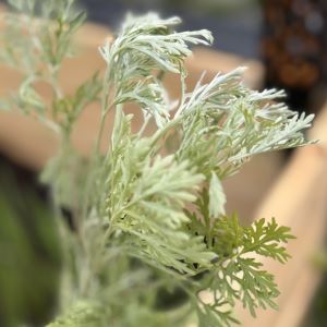 BĘDZIE MINI FARMA ZDROWYCH CHWASTÓW