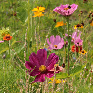 KADZIDLA z CHWASTÓW I BADYLI DZIKIE AROMATY