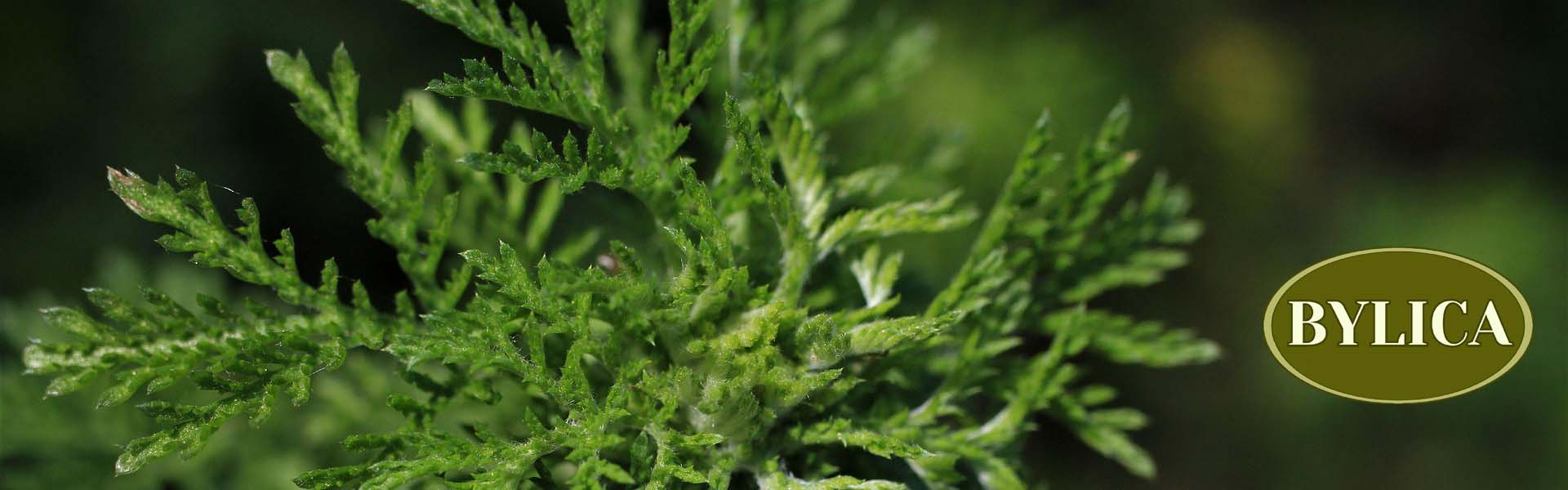 BYLICA BYLICA